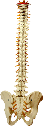 Chiropractie Knokke